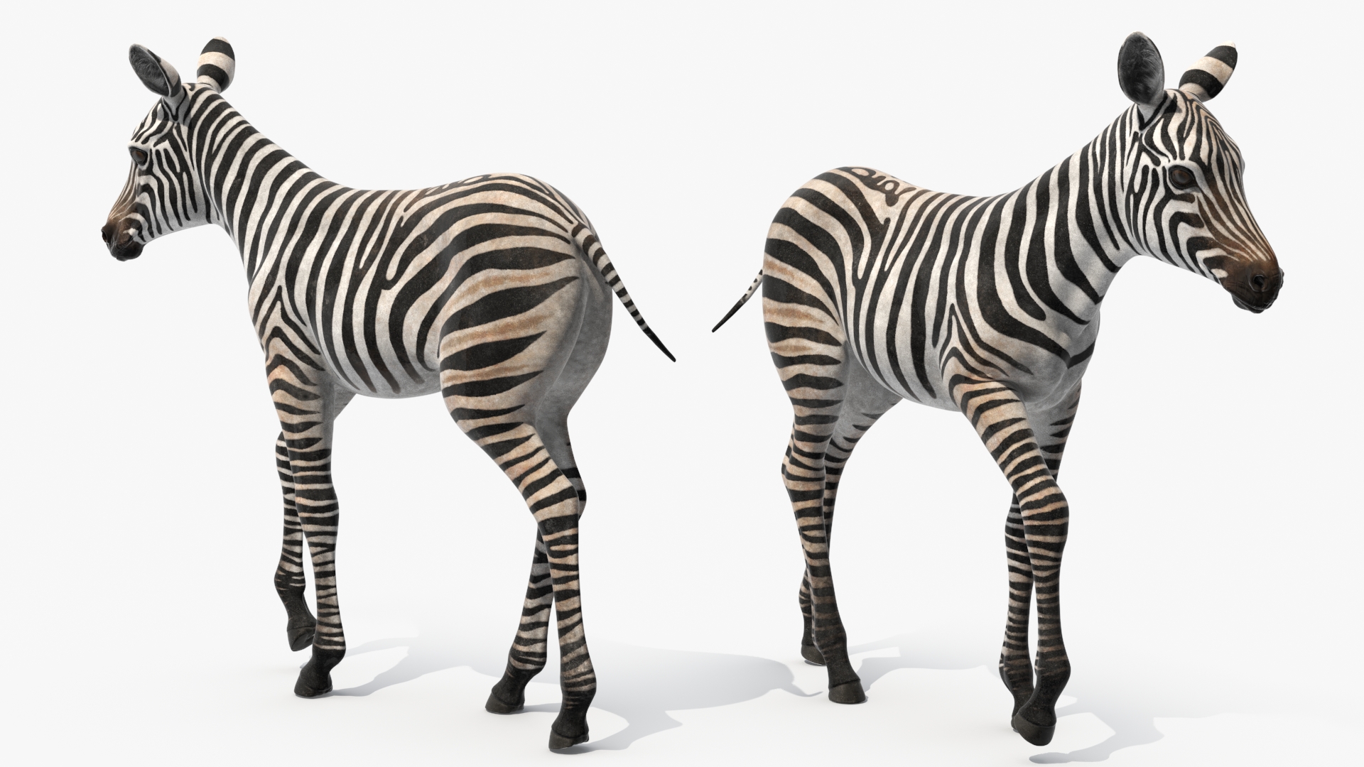 Zebra Adult Foal Walking 3D model