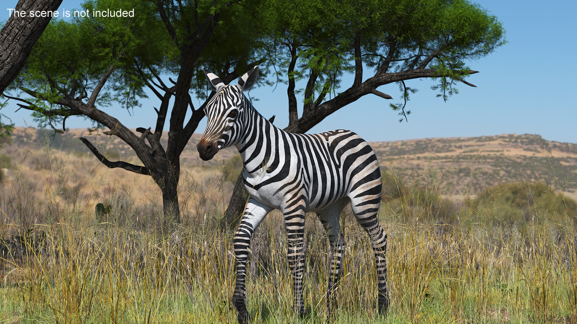 Zebra Adult Foal Walking 3D model