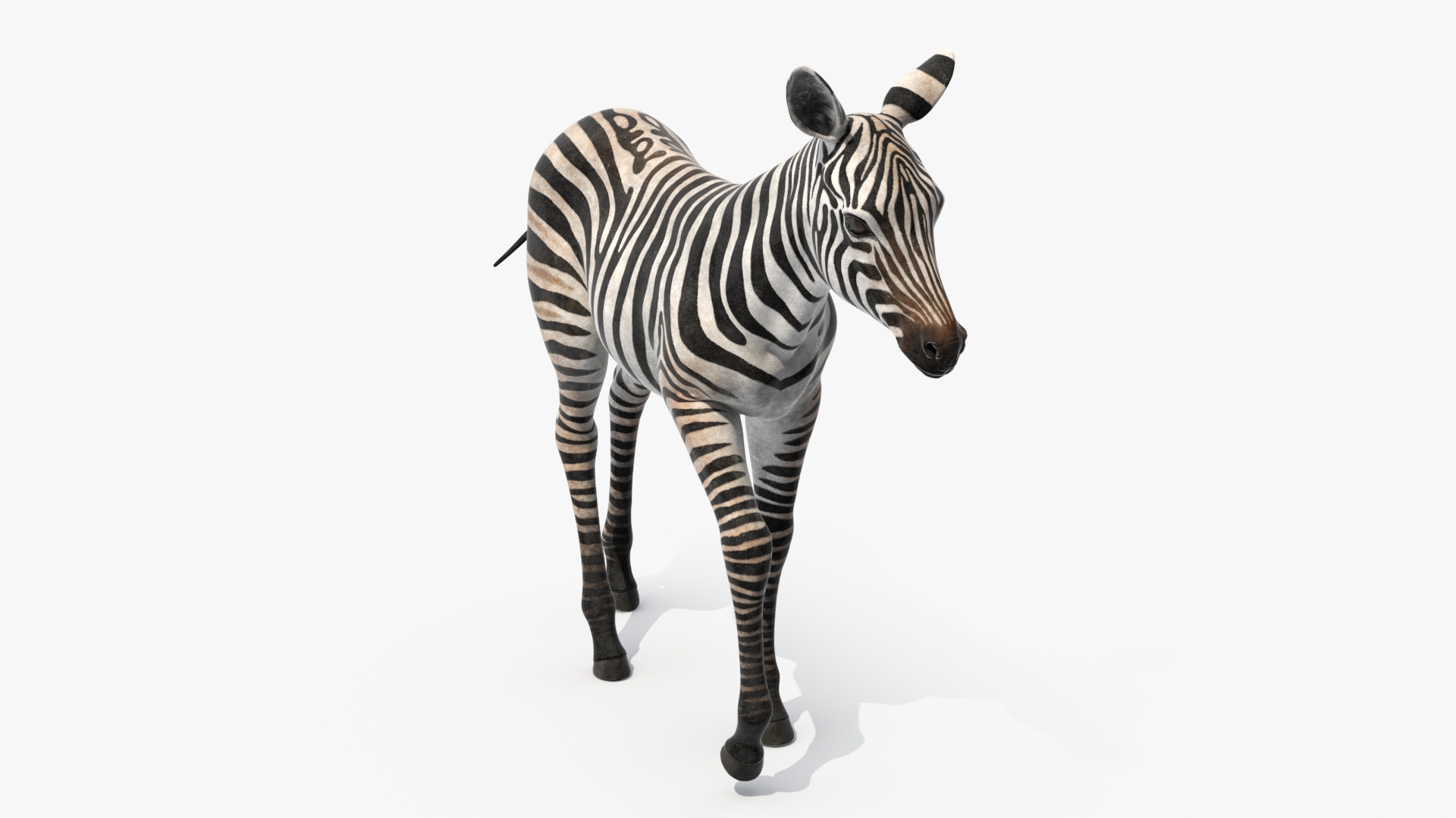 Zebra Adult Foal Walking 3D model