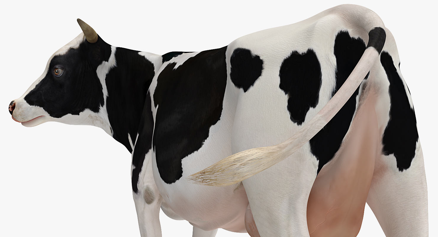 Holstein Cow 3D