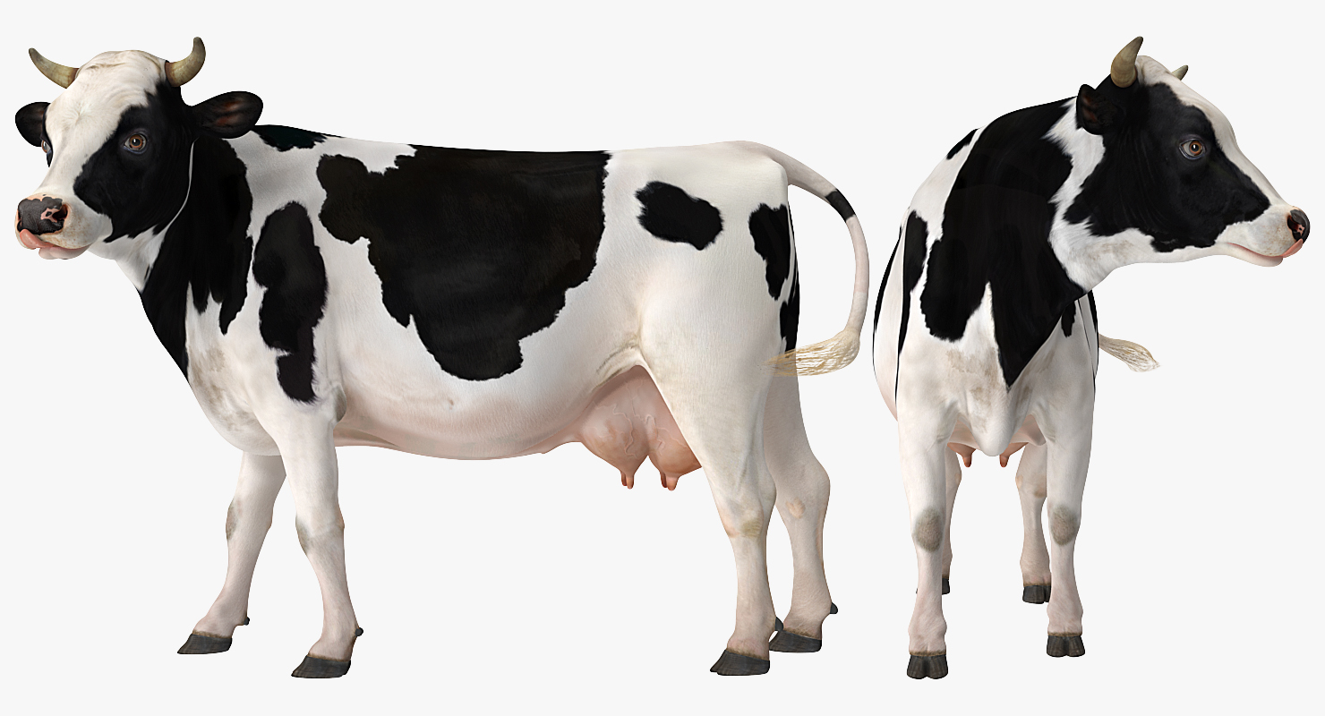 Holstein Cow 3D