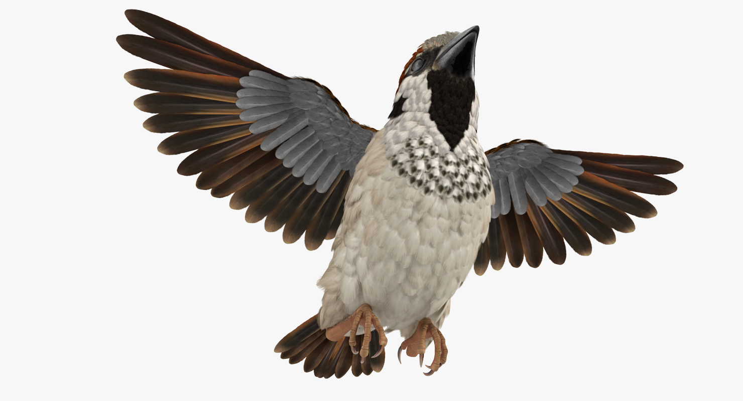 3D model House Sparrow Flying Pose