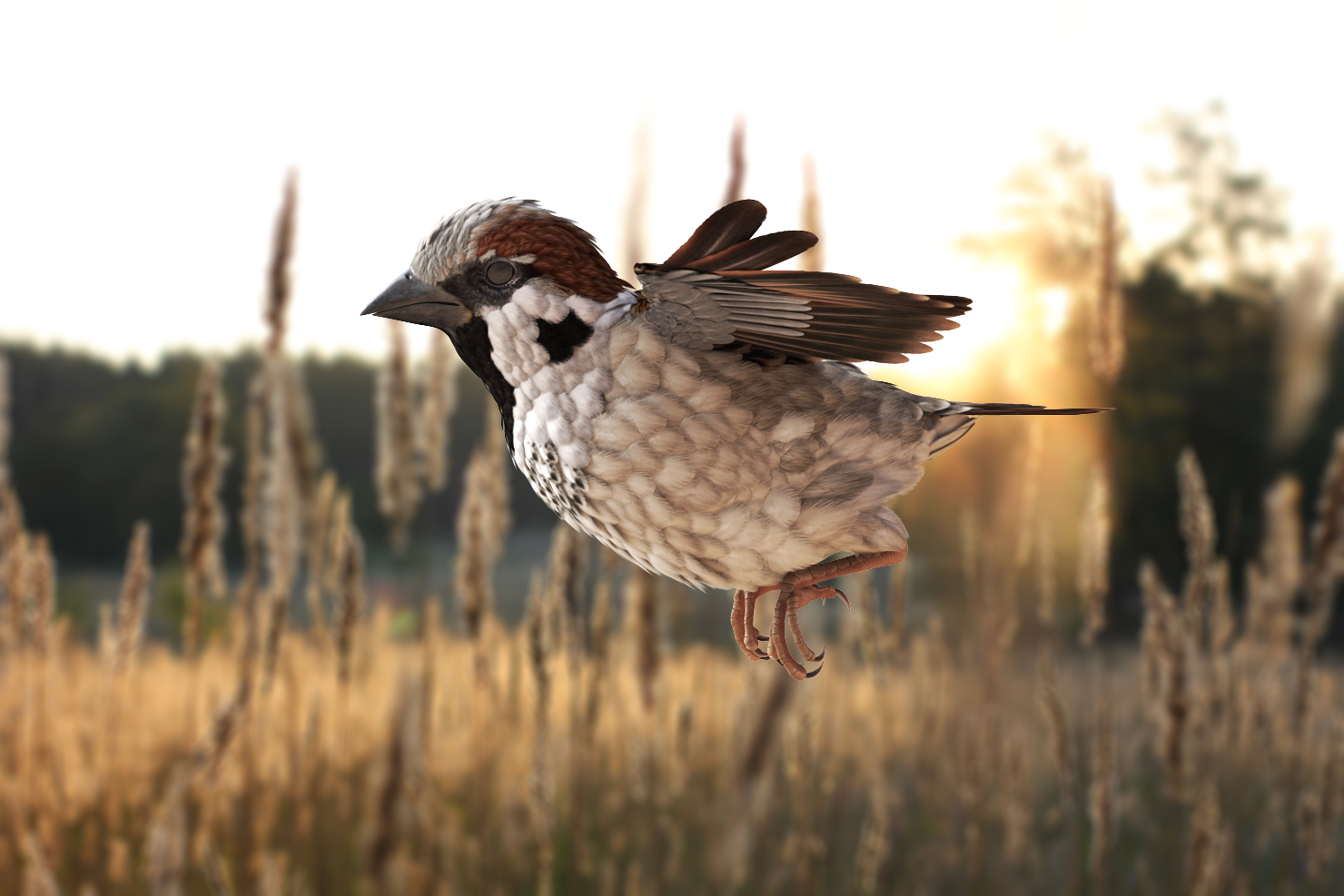 3D model House Sparrow Flying Pose