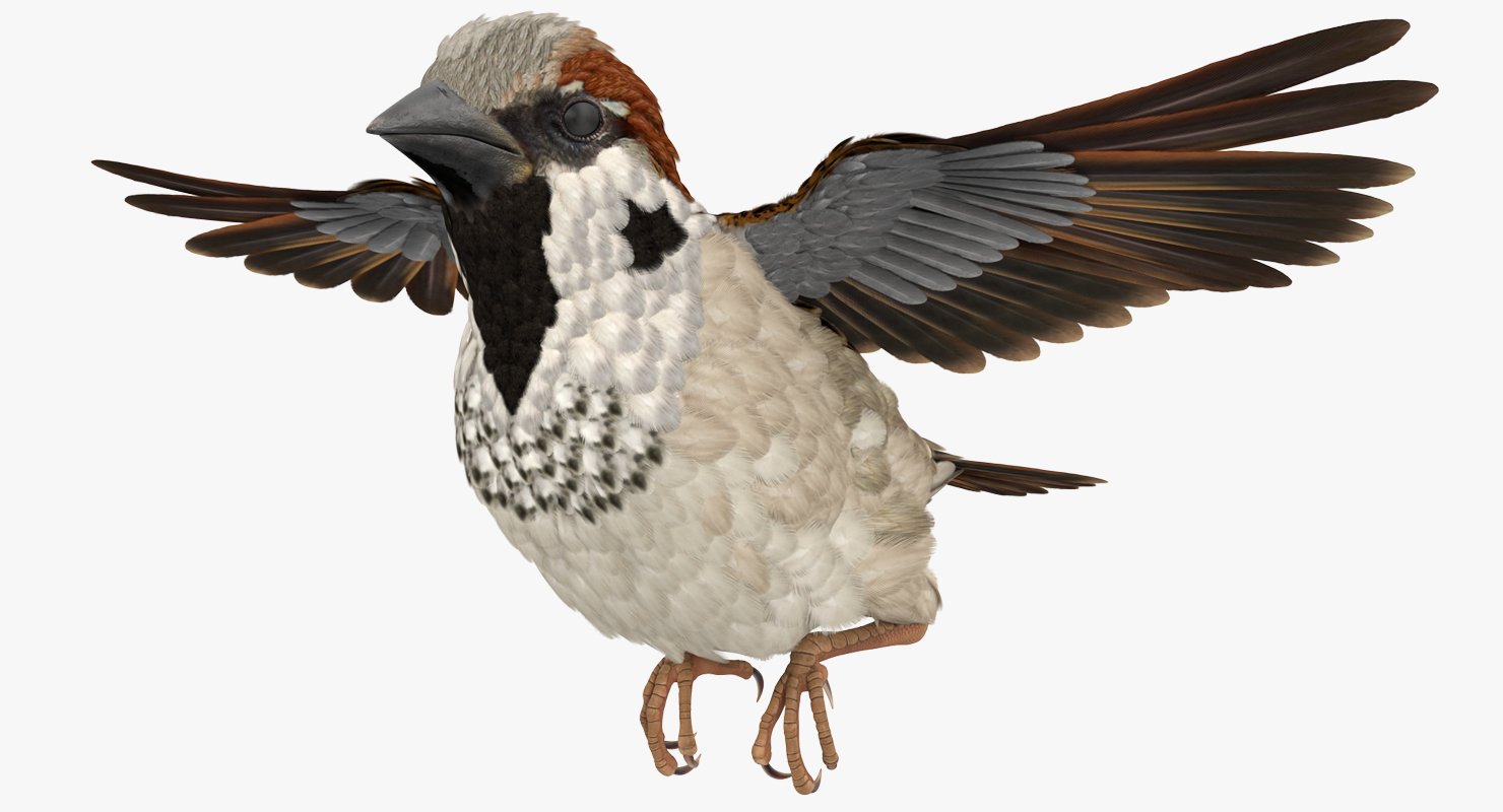 3D model House Sparrow Flying Pose