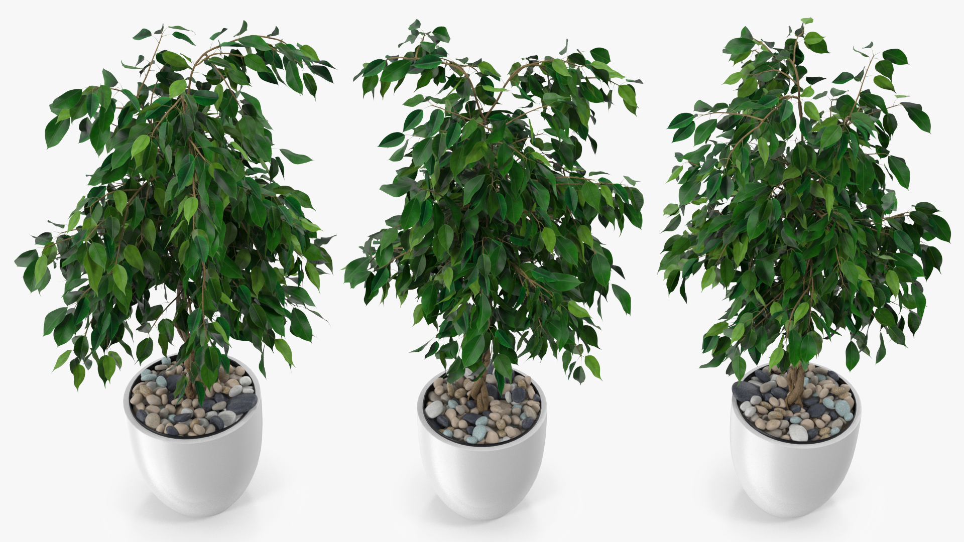 Ficus Benjamina Weeping Fig in Pot 3D model