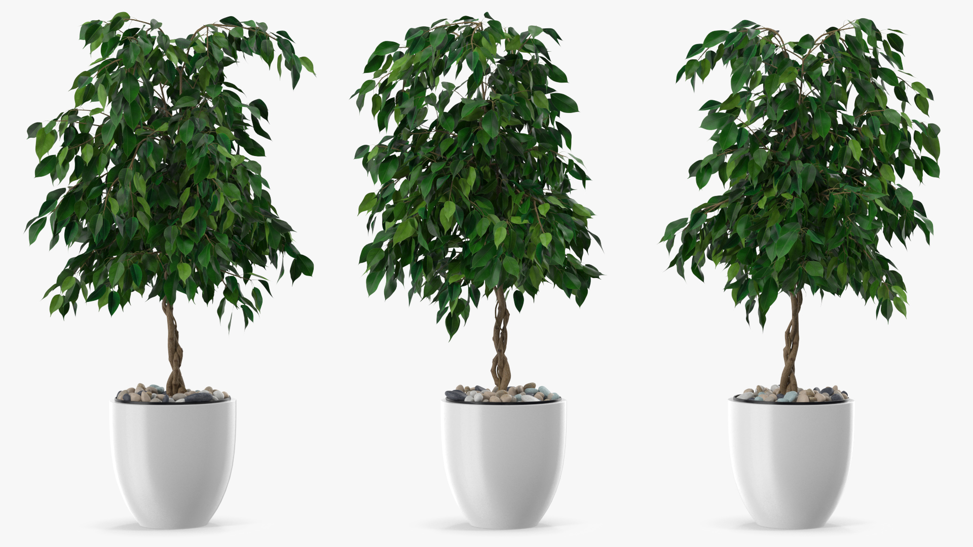 Ficus Benjamina Weeping Fig in Pot 3D model