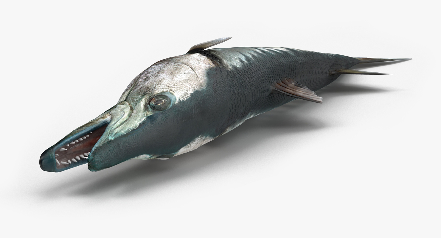 3D Barracuda Fish Lying on the Floor model