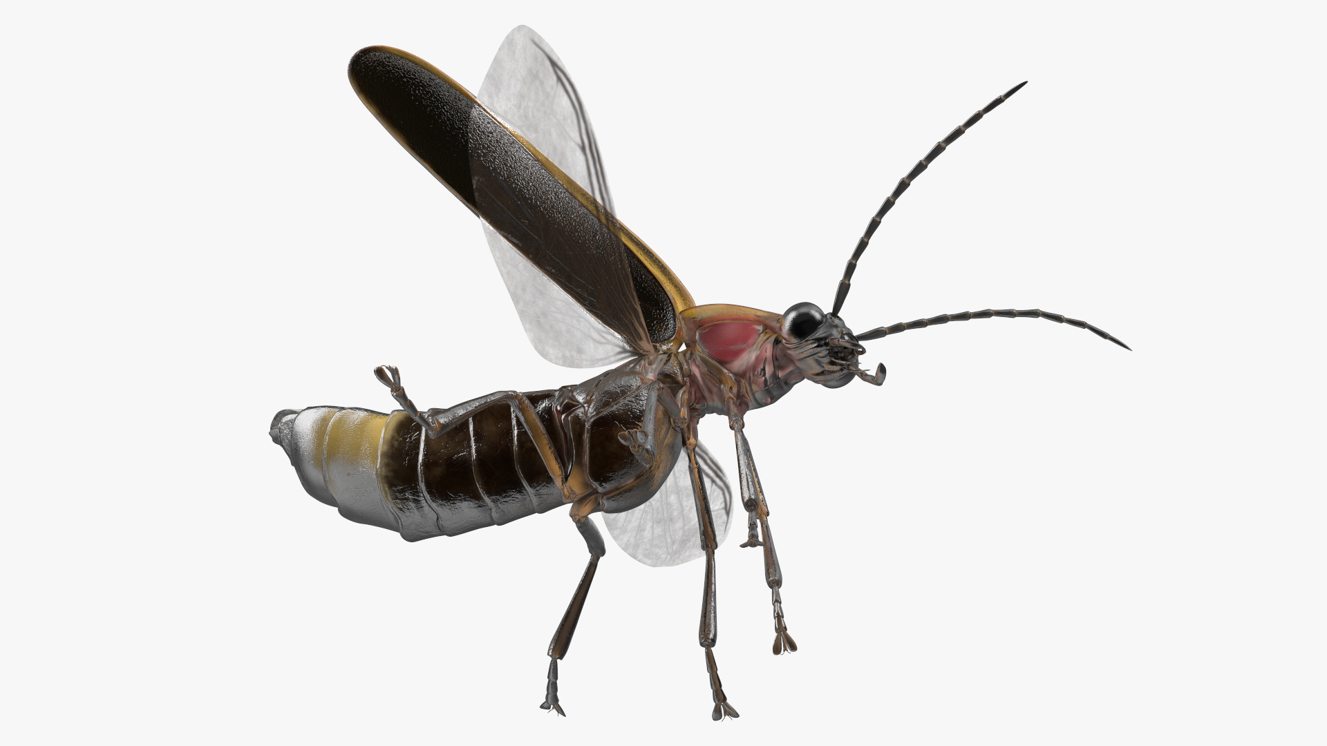 3D model Photinus Pyralis Standing Pose