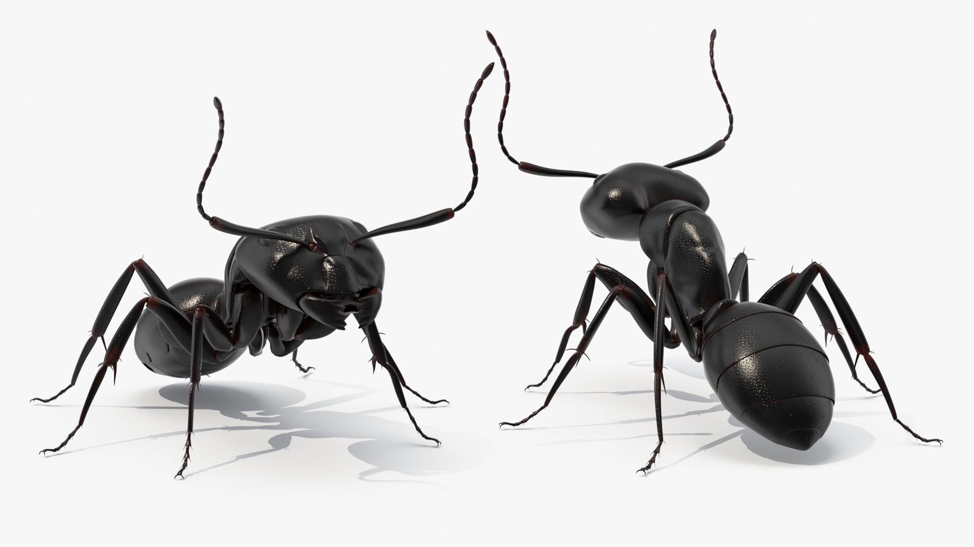 3D Realistic Black Ant Insect