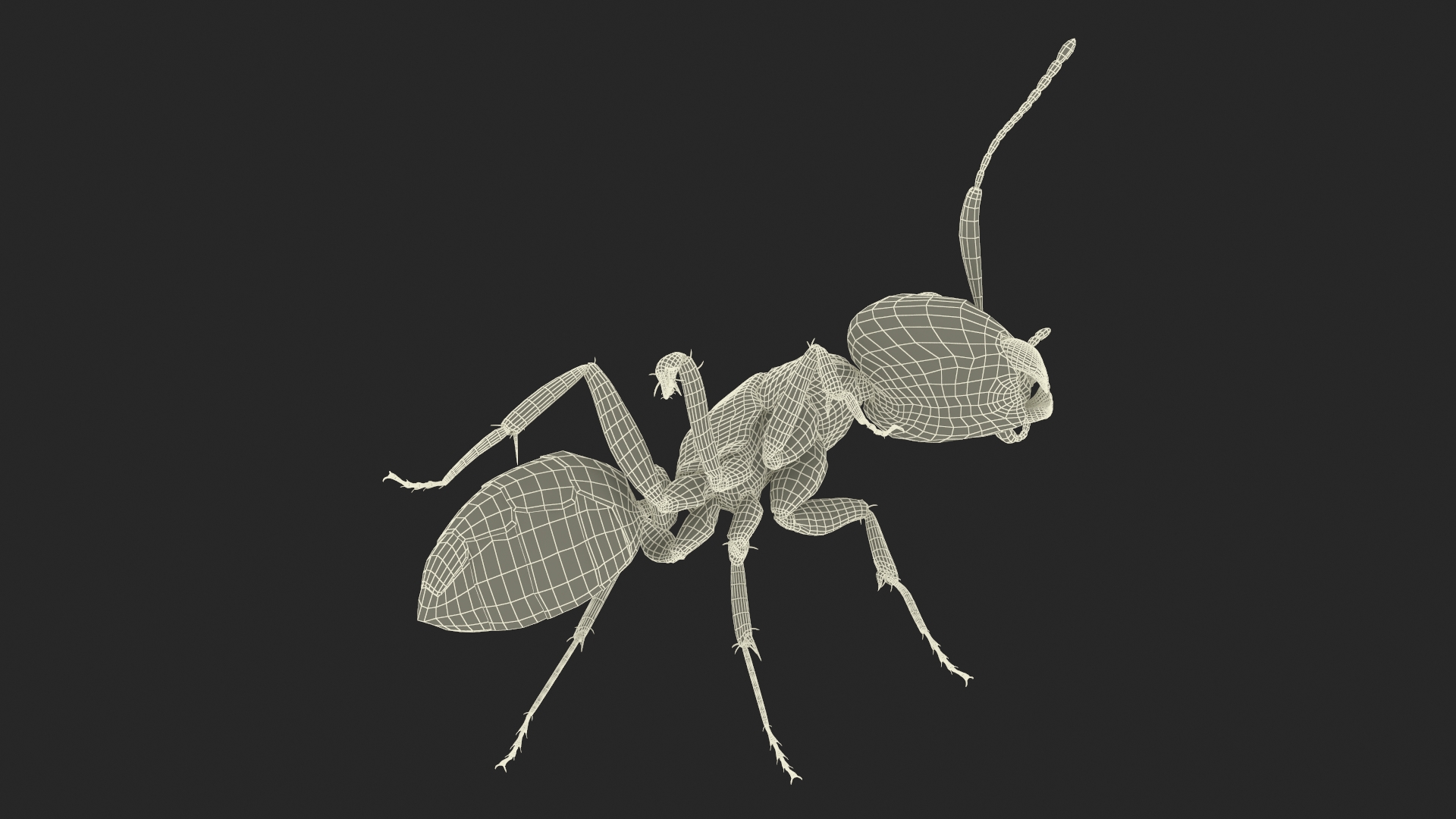 3D Realistic Black Ant Insect