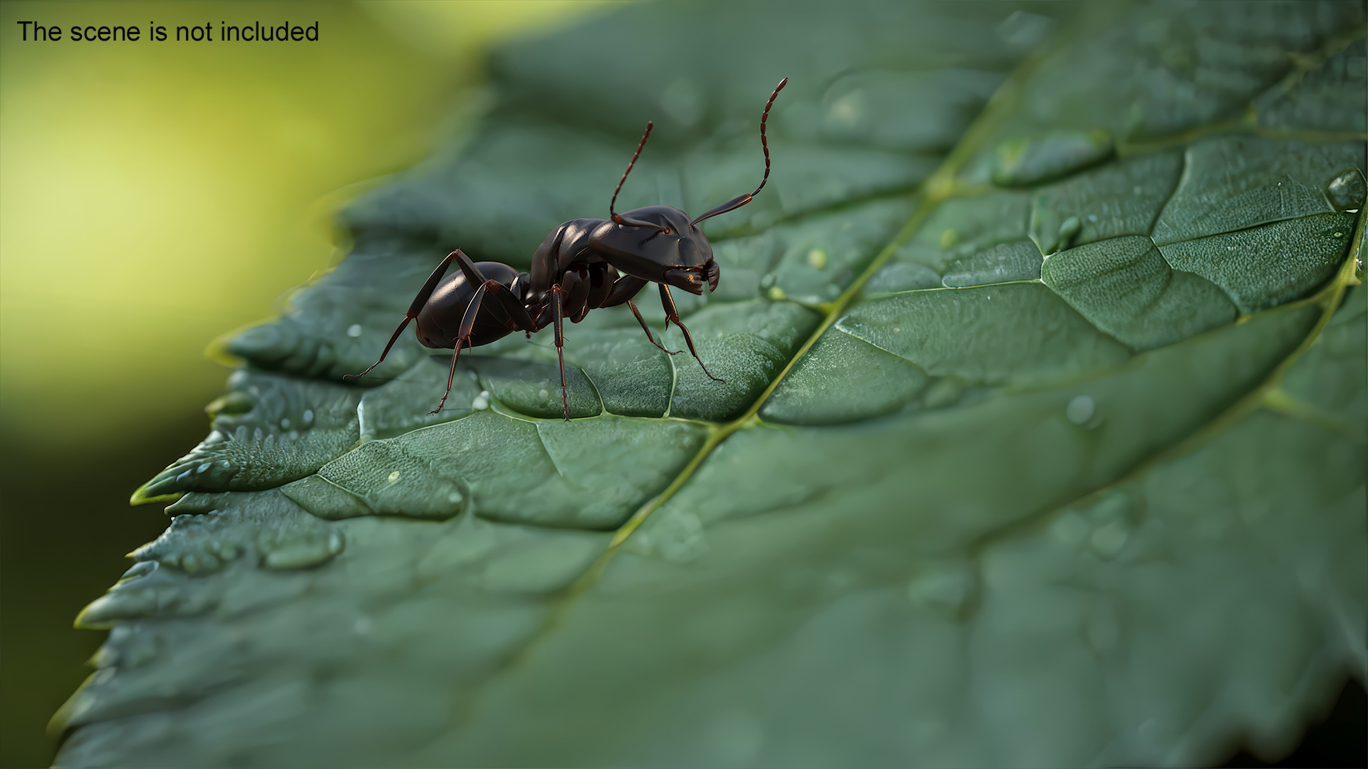 3D Realistic Black Ant Insect