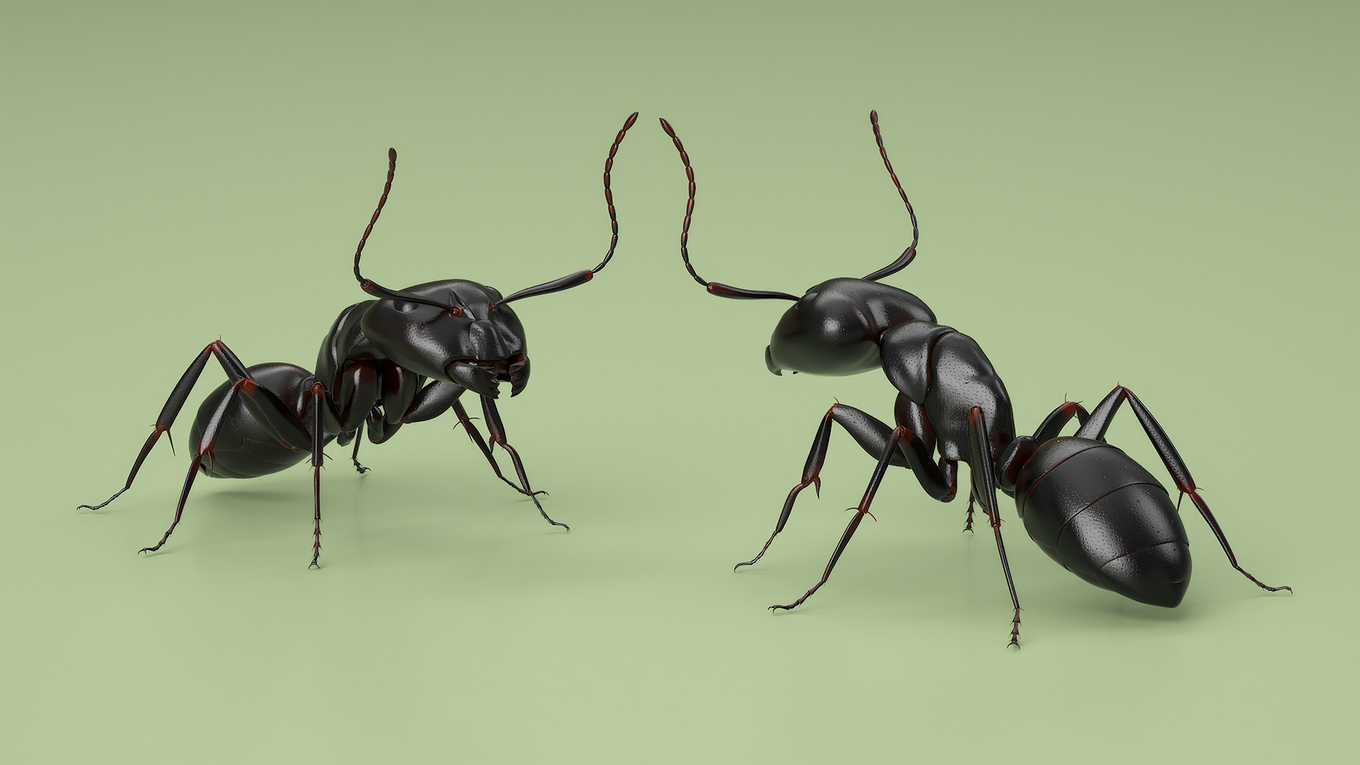 3D Realistic Black Ant Insect