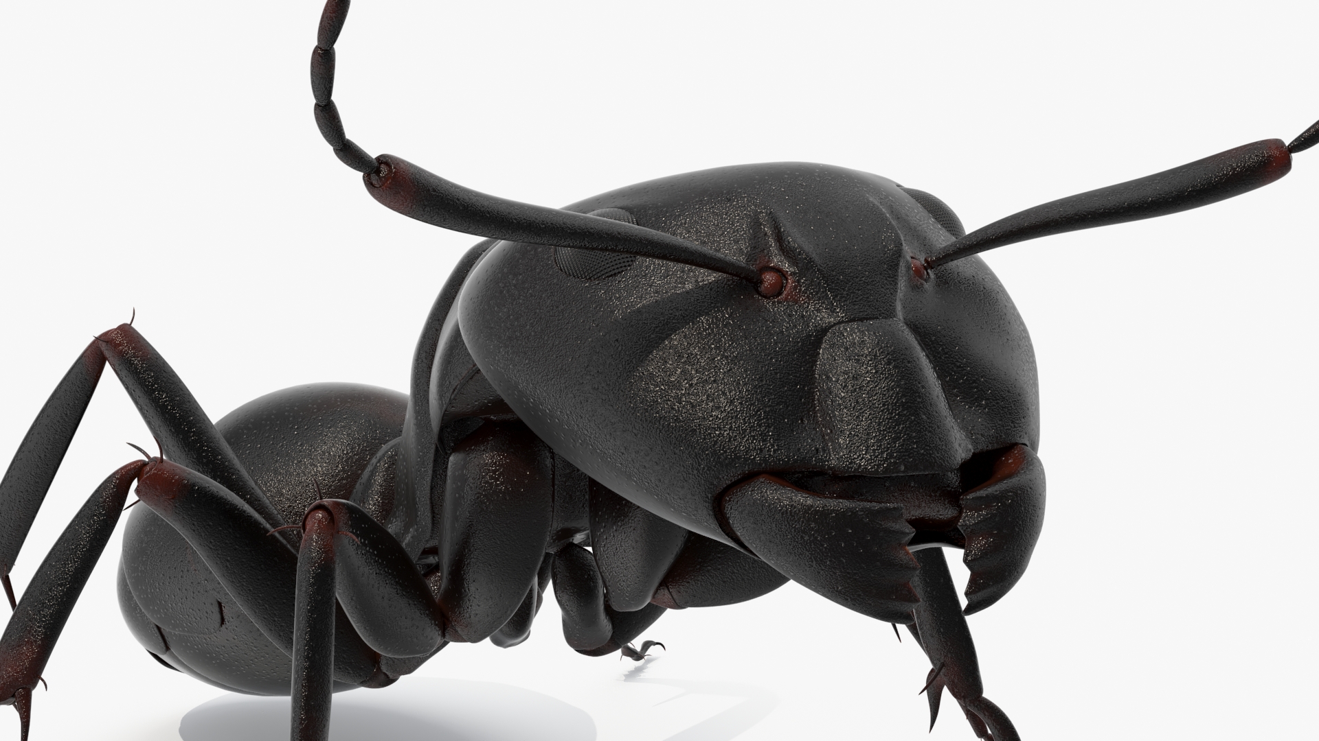 3D Realistic Black Ant Insect