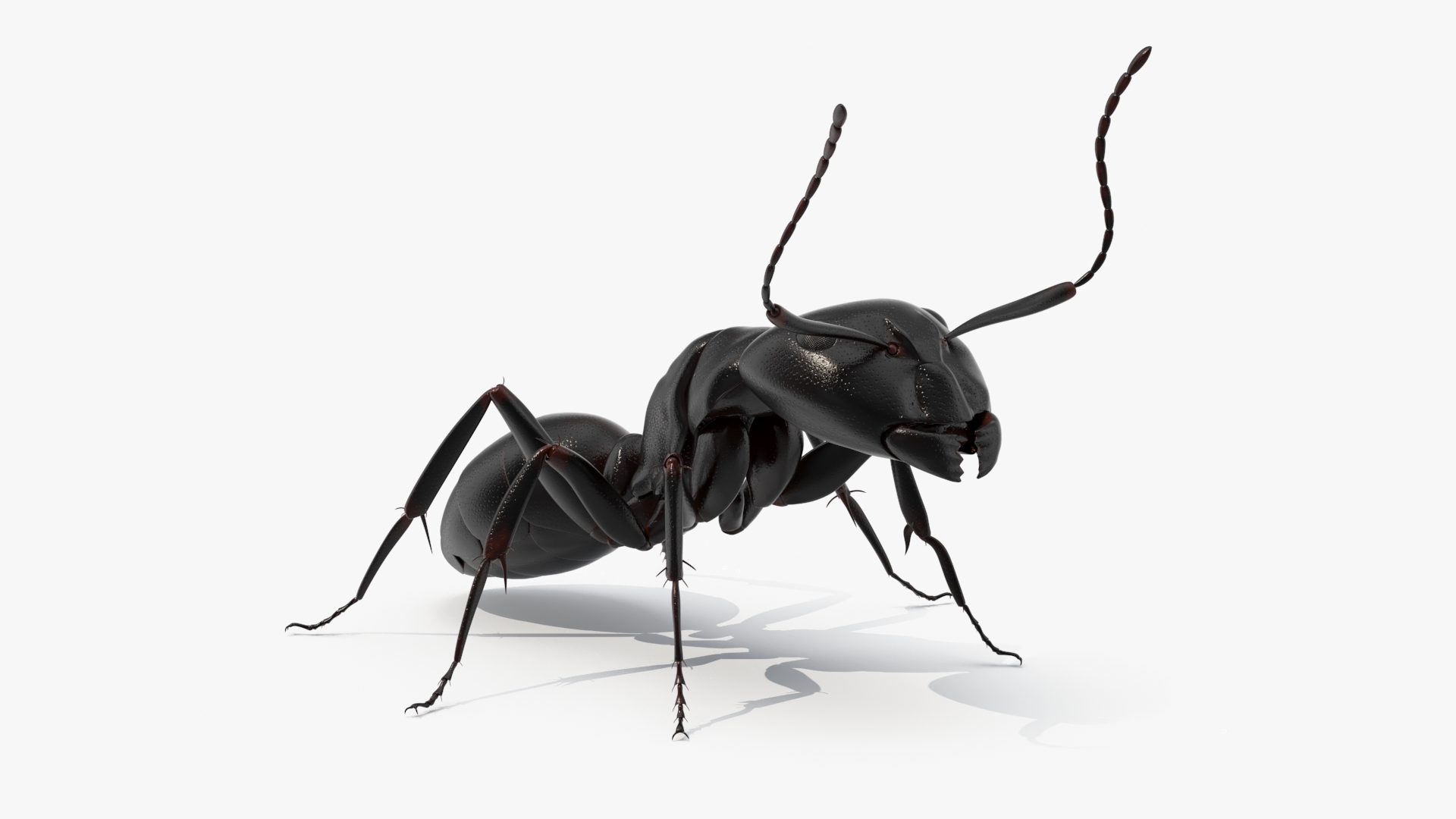 3D Realistic Black Ant Insect