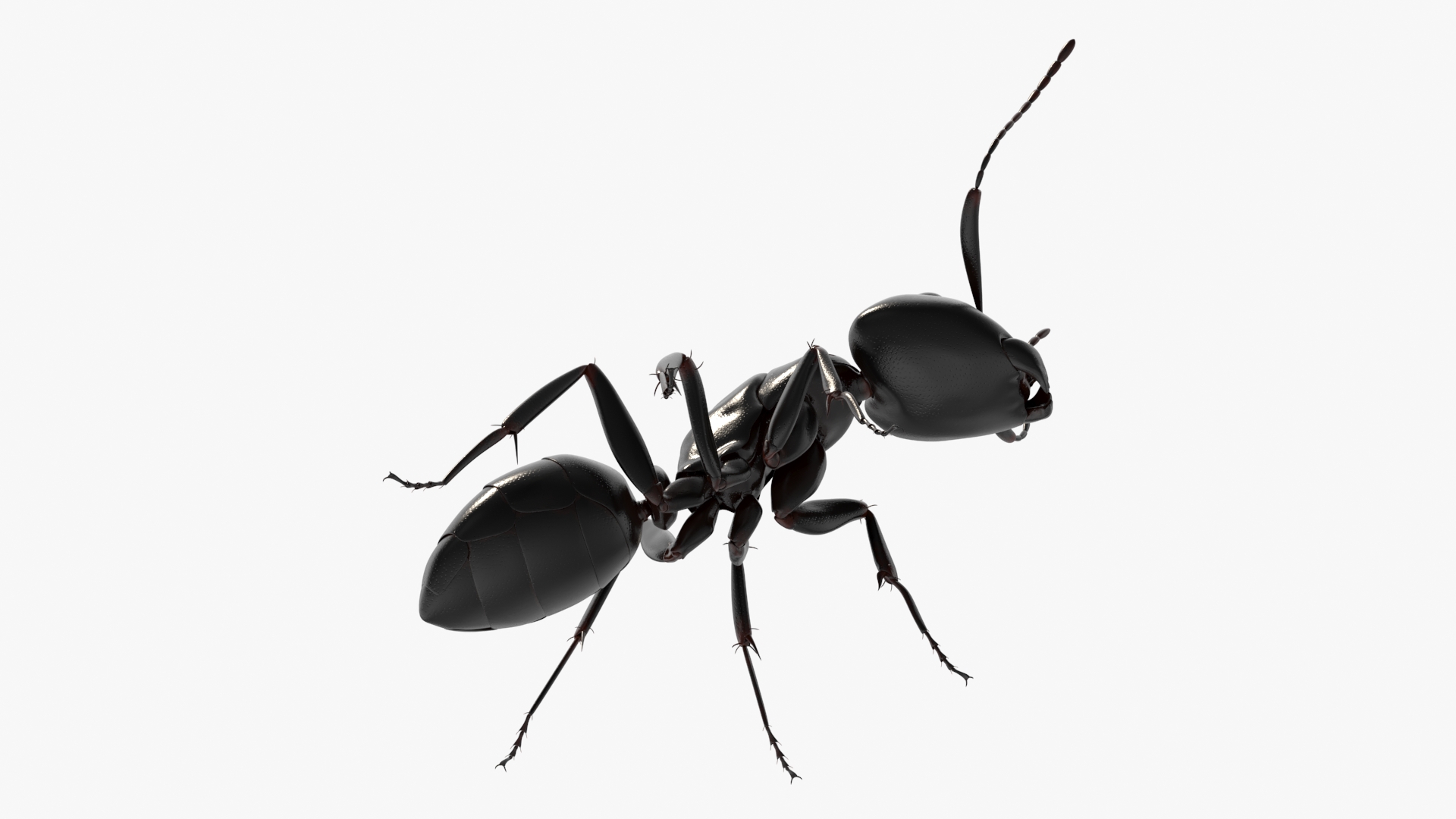 3D Realistic Black Ant Insect