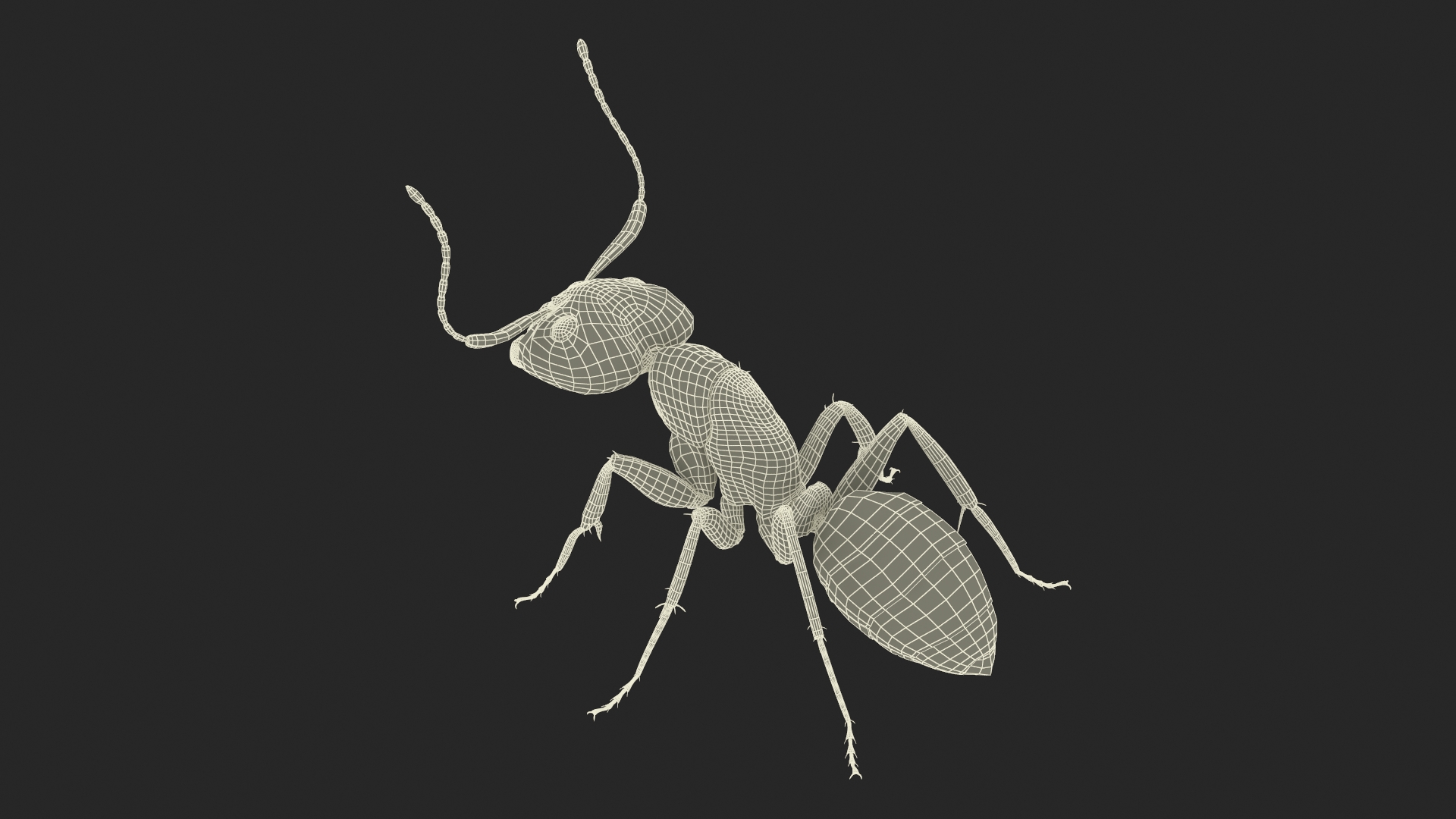 3D Realistic Black Ant Insect