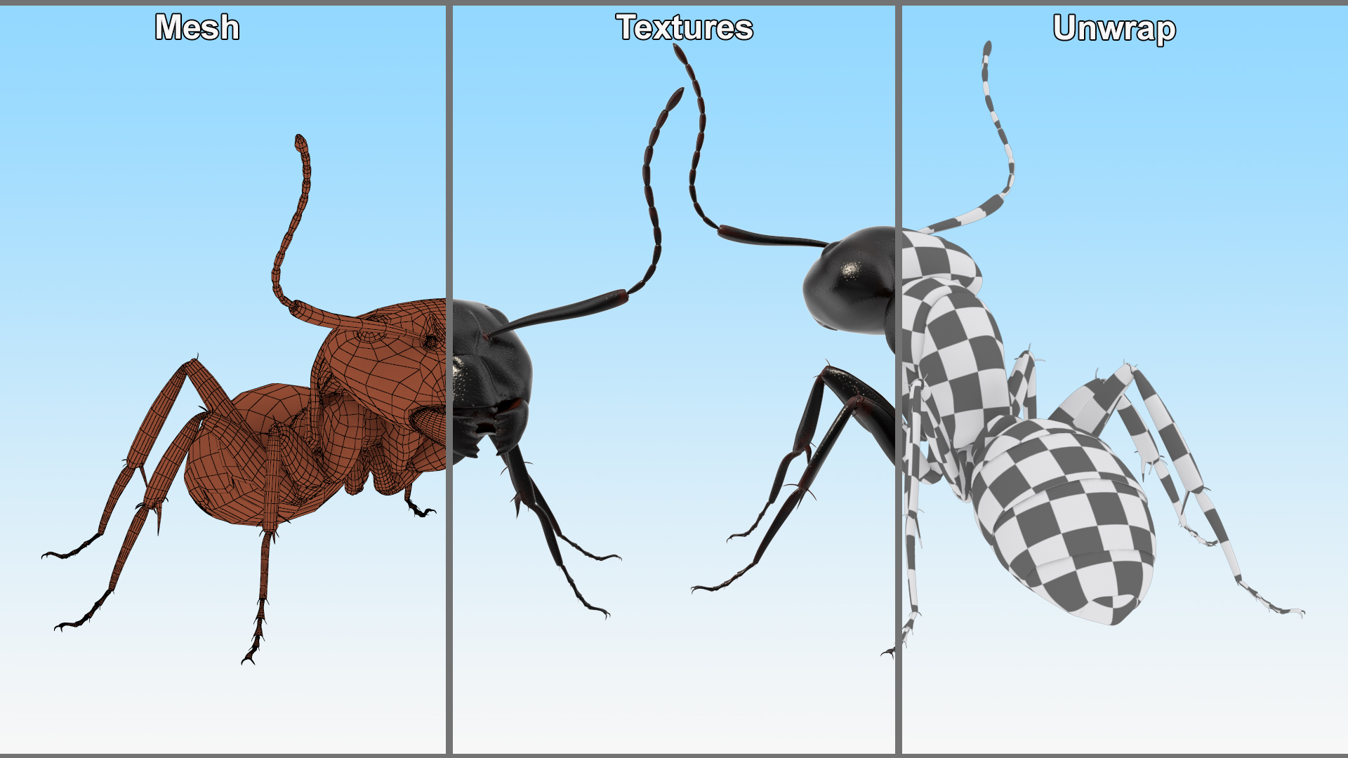 3D Realistic Black Ant Insect