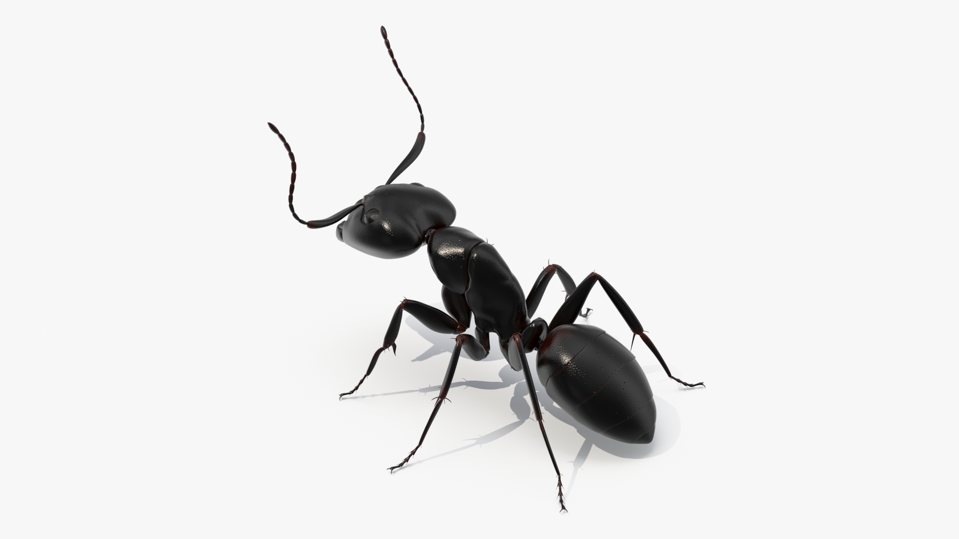 3D Realistic Black Ant Insect