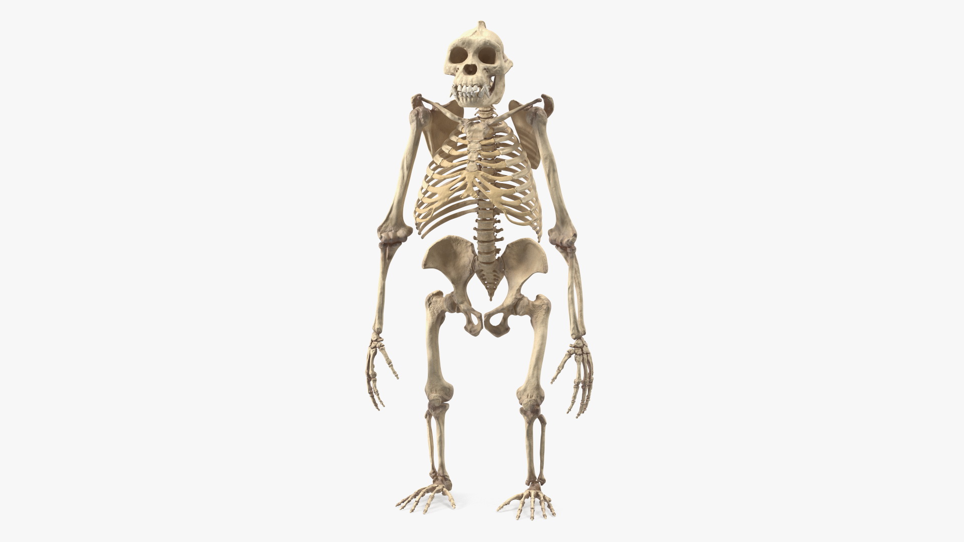 3D Gorilla Skeleton Bone Structure