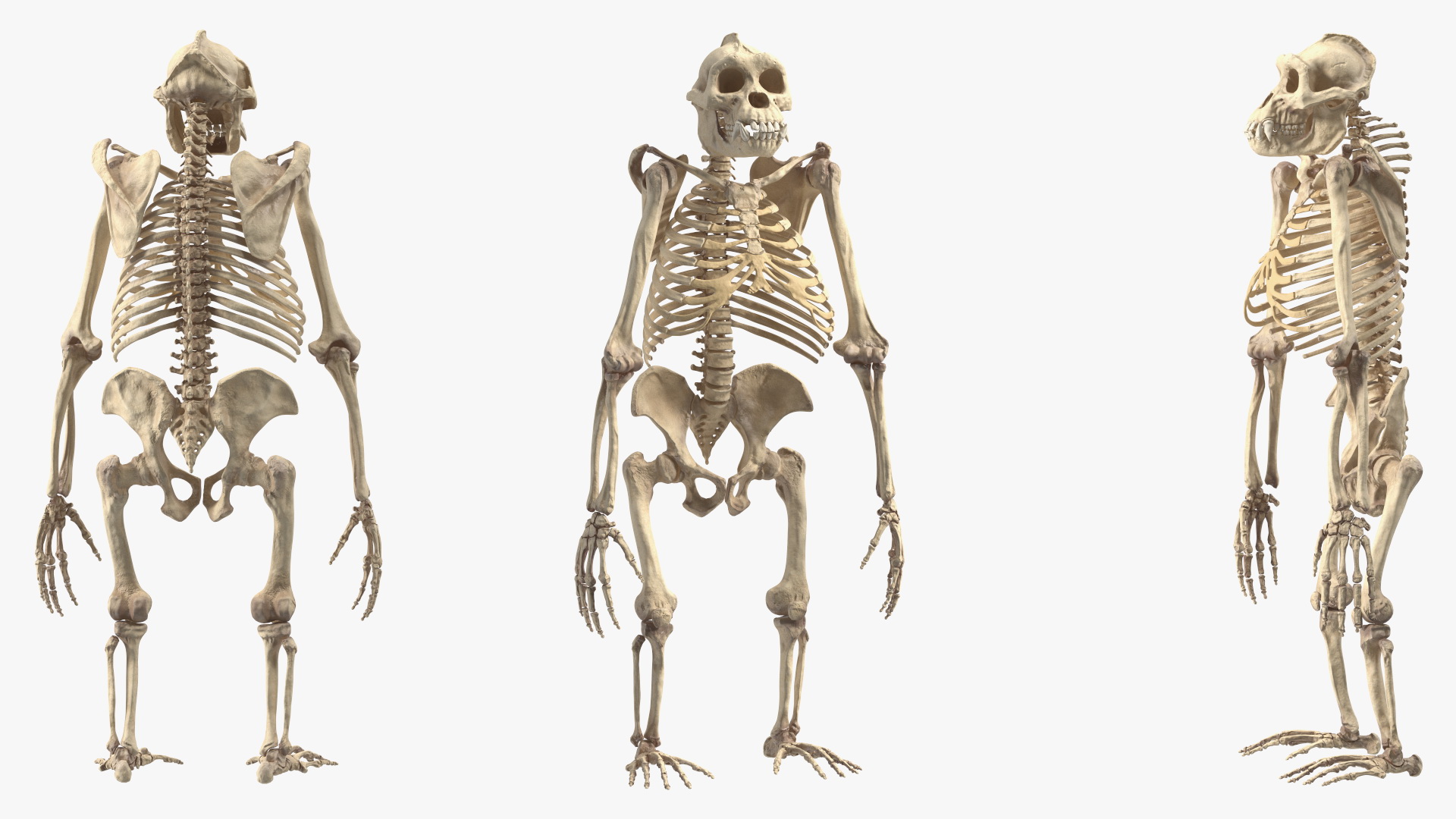 3D Gorilla Skeleton Bone Structure