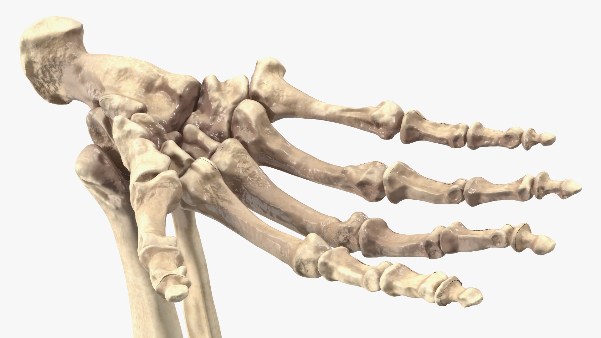 3D Gorilla Skeleton Bone Structure