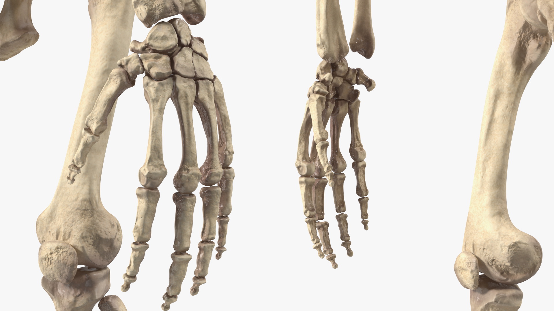 3D Gorilla Skeleton Bone Structure