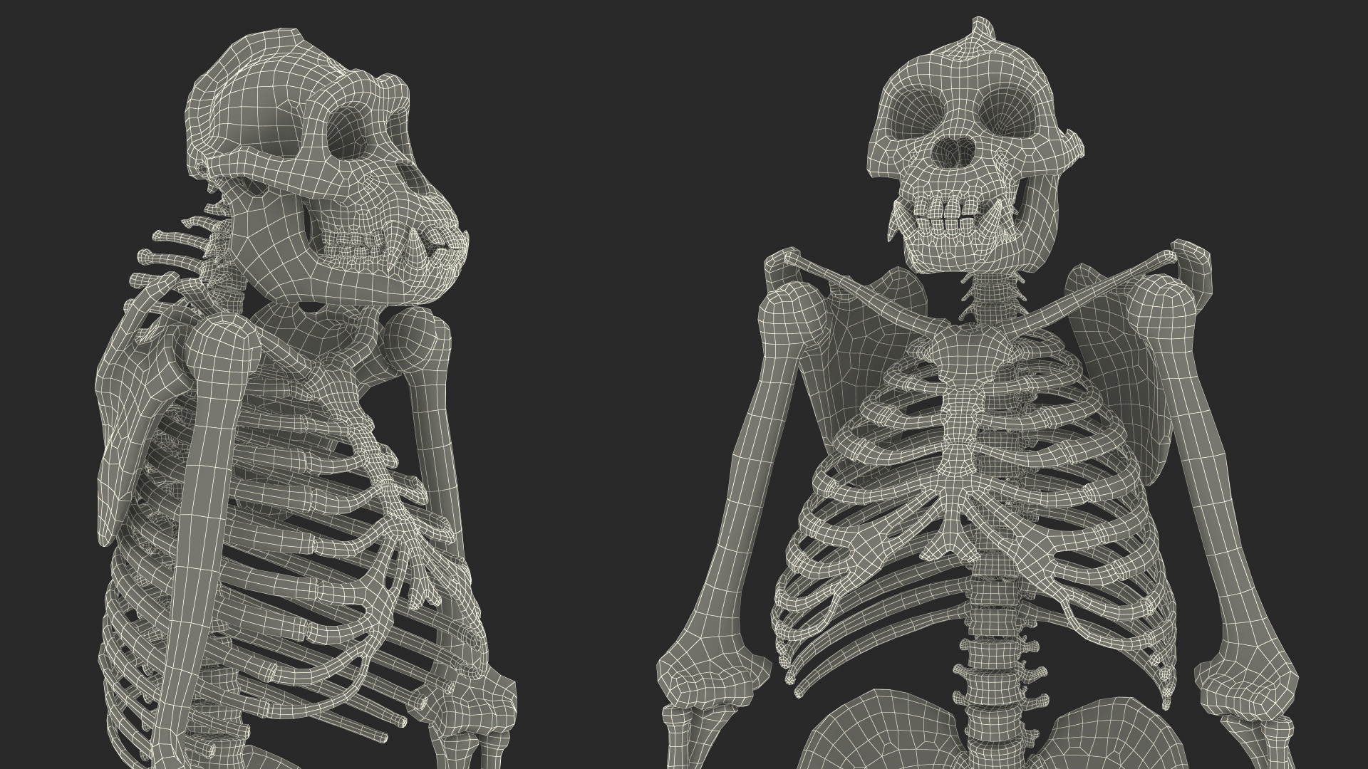 3D Gorilla Skeleton Bone Structure