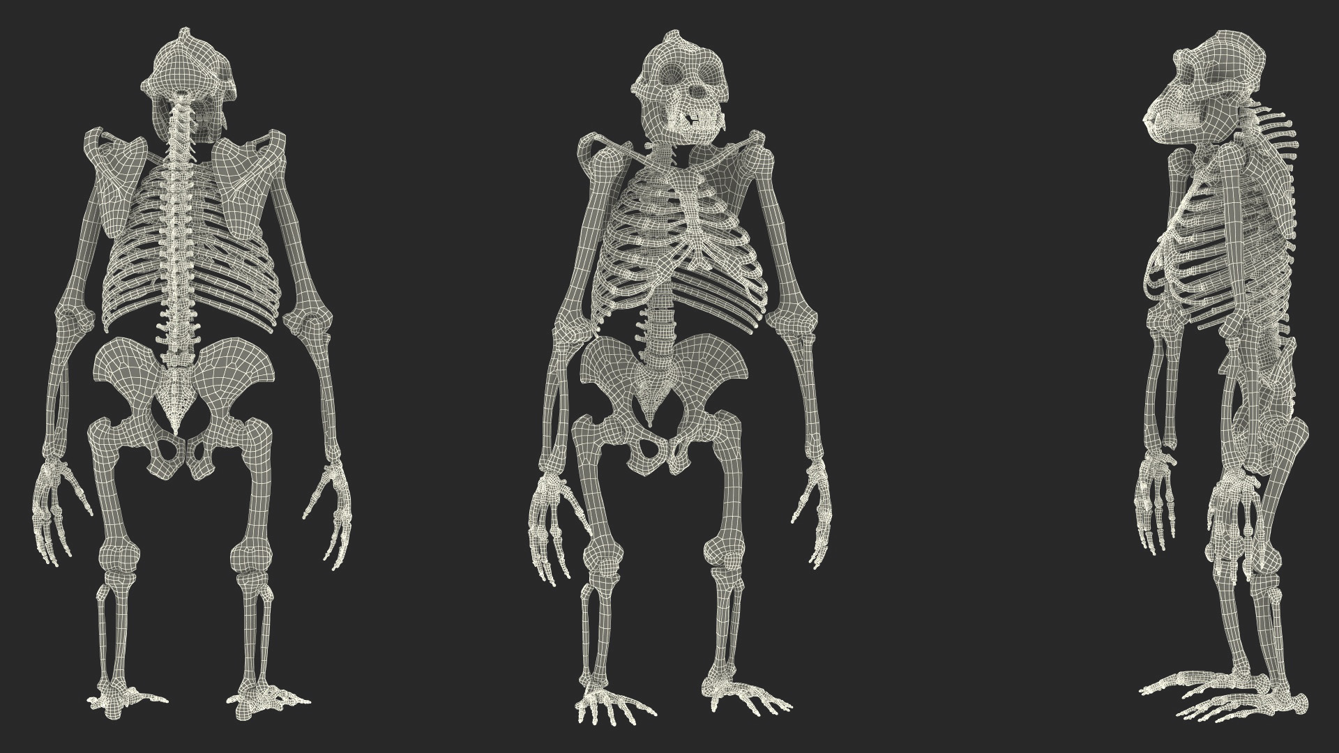 3D Gorilla Skeleton Bone Structure