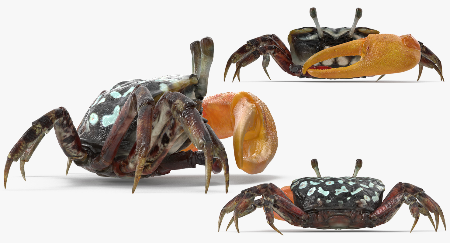 Fiddler Crab Rigged 3D model