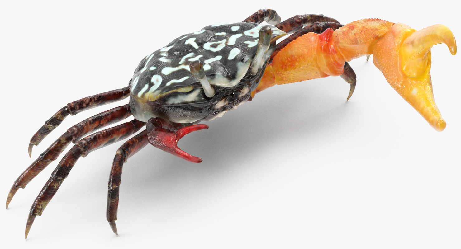 Fiddler Crab Rigged 3D model