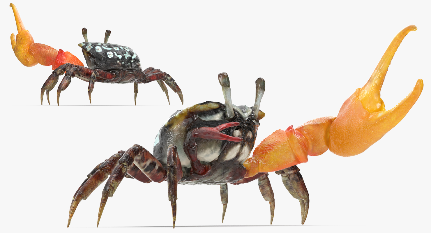 Fiddler Crab Rigged 3D model