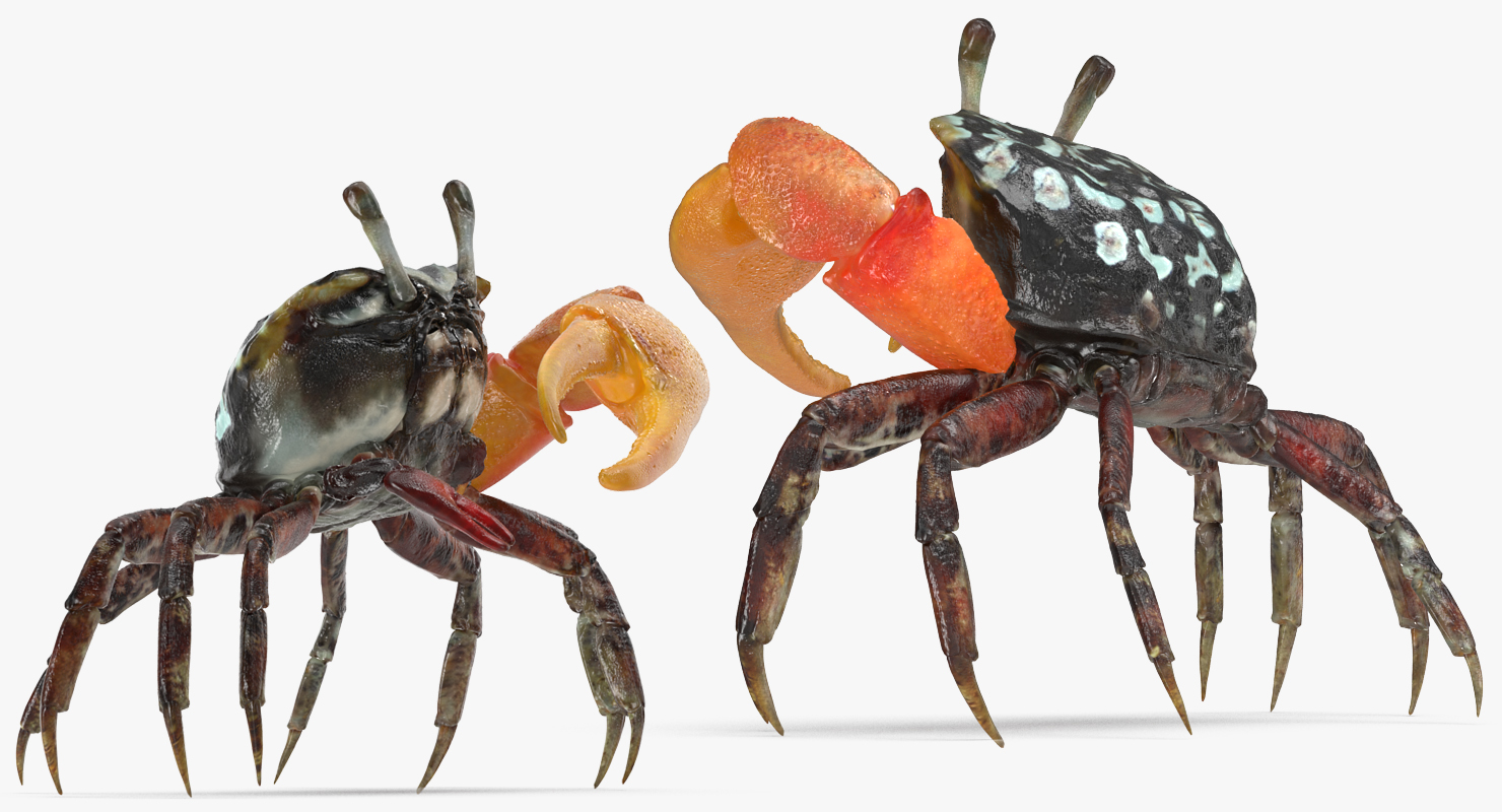 Fiddler Crab Rigged 3D model