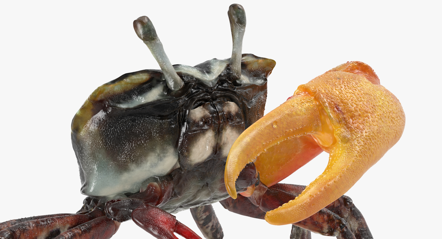 Fiddler Crab Rigged 3D model