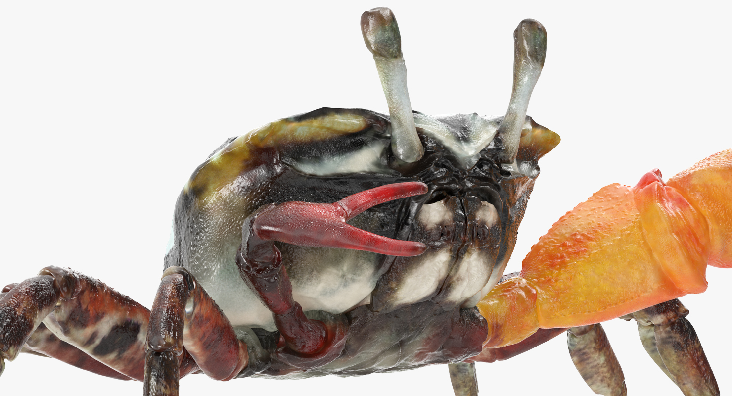 Fiddler Crab Rigged 3D model