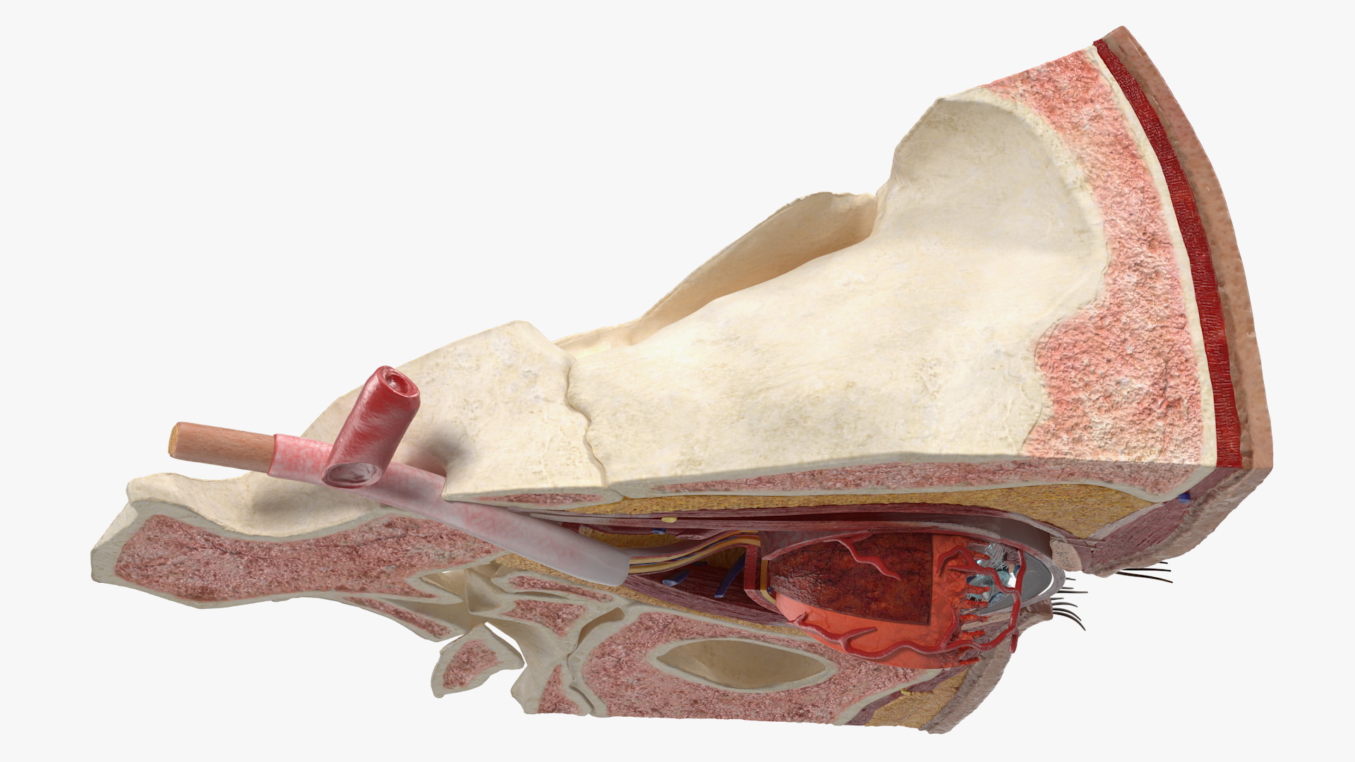 3D model Eye Anatomy Cross-Section Left