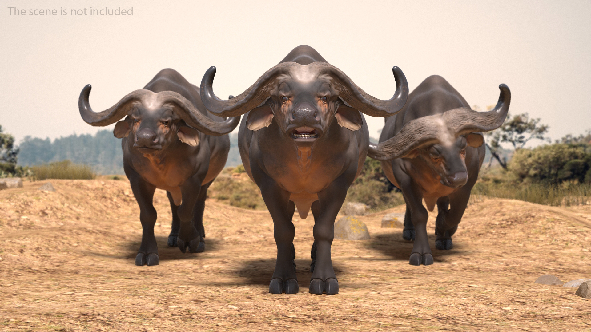 3D model Cape Buffalo African Buffalo Rigged