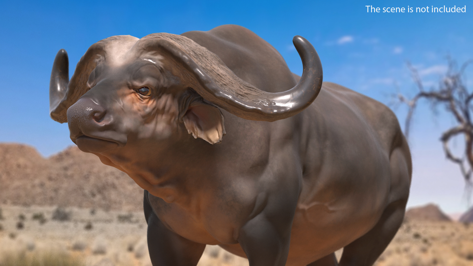 3D model Cape Buffalo African Buffalo Rigged