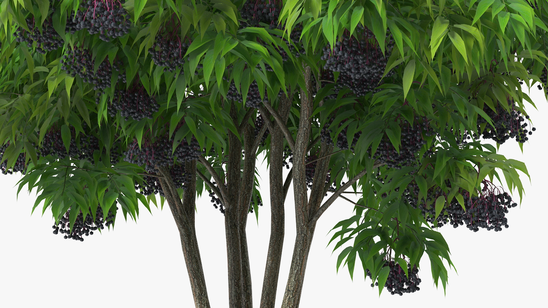 3D American Elderberry Shrub with Berries model