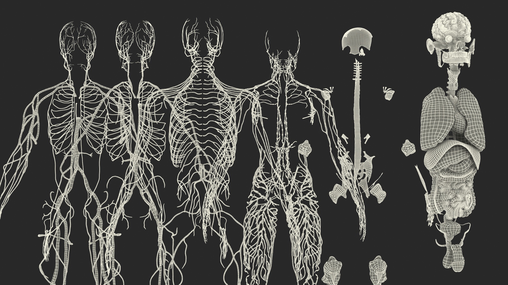 3D Complete Male Full Body Anatomy