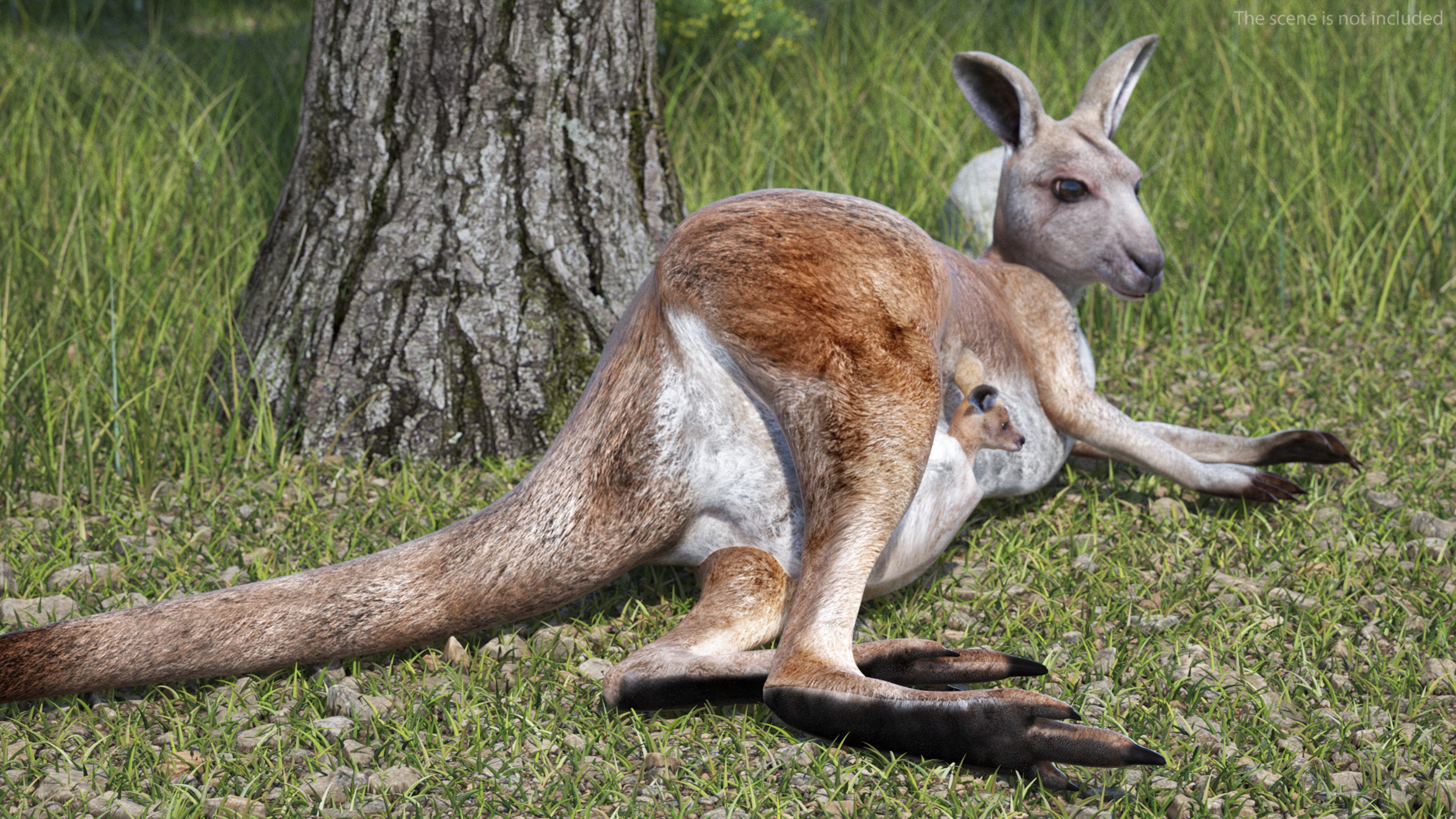 3D Mother Kangaroo with Baby Lying