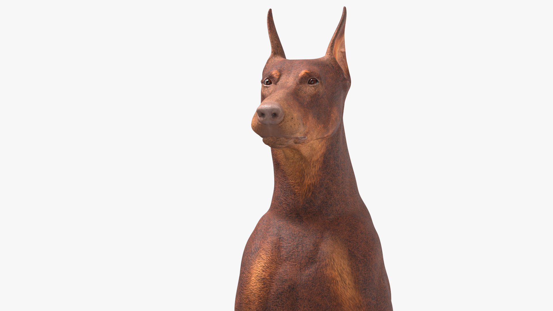 3D Doberman Dog Brown Sits model