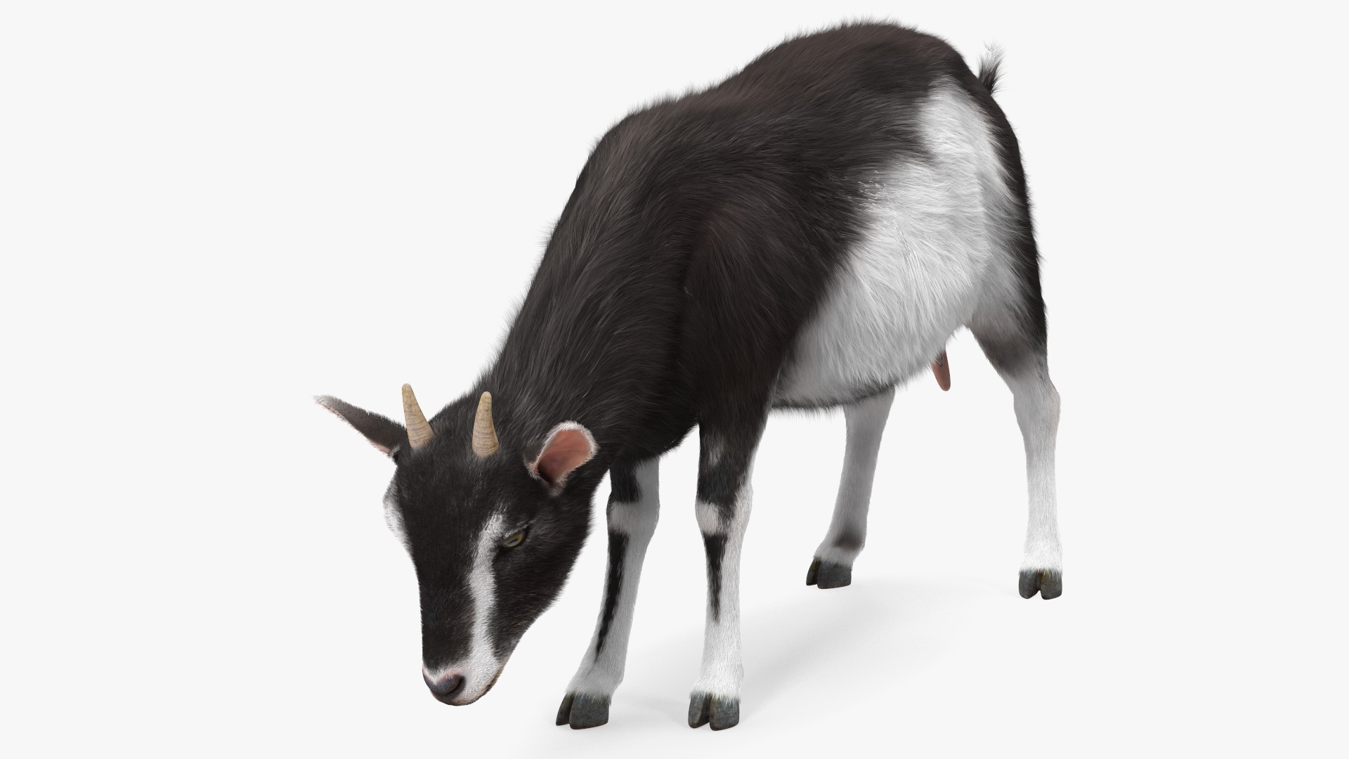 3D Grazing Goat Black-White Fur model