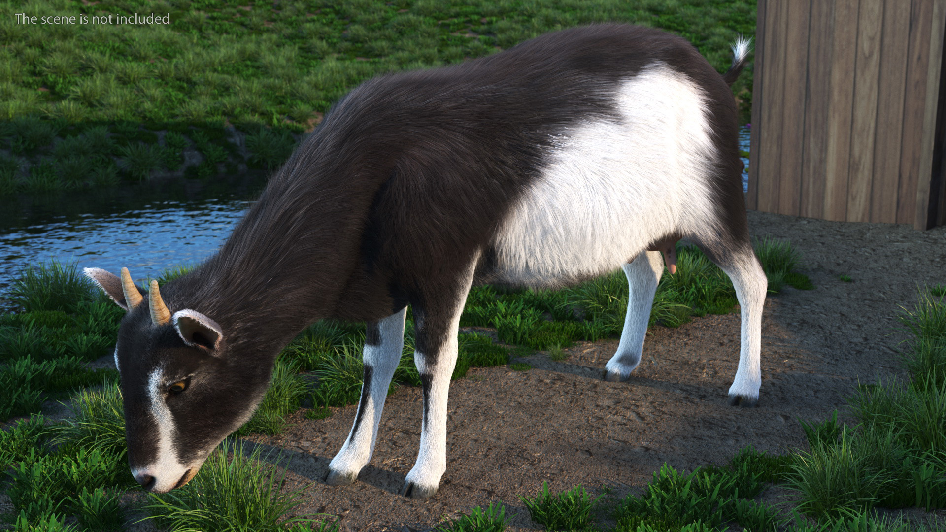 3D Grazing Goat Black-White Fur model