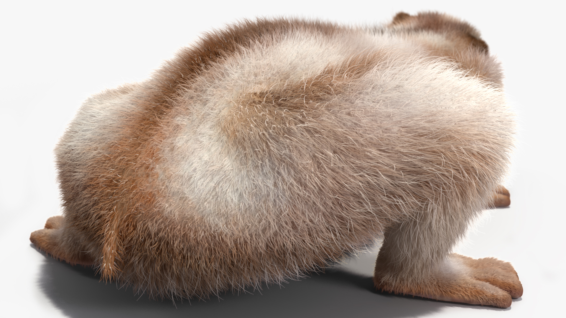 3D Sumatran Slow Loris Fur model