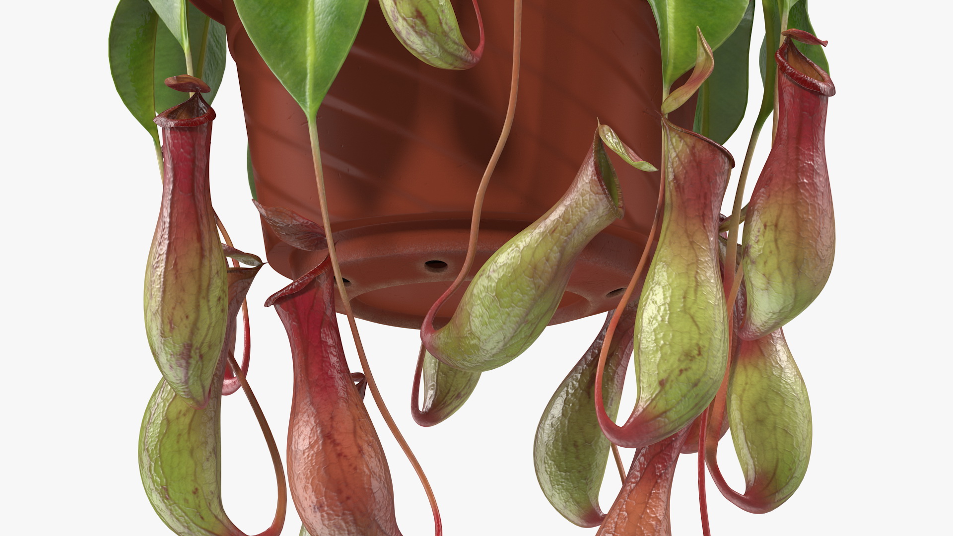 Carnivorous Plant in Hanging Pot 3D