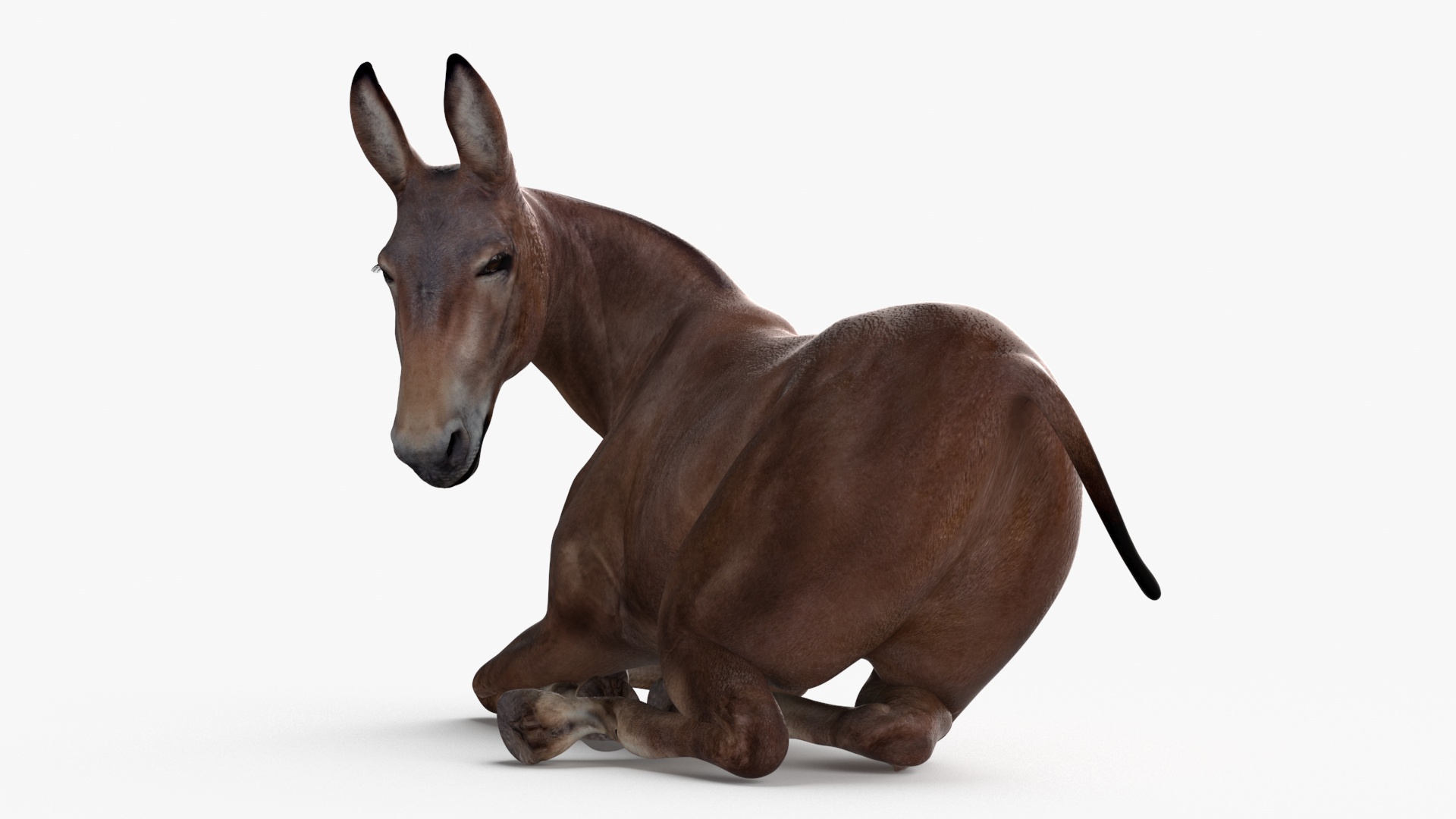 Lying Bay Mule 3D model