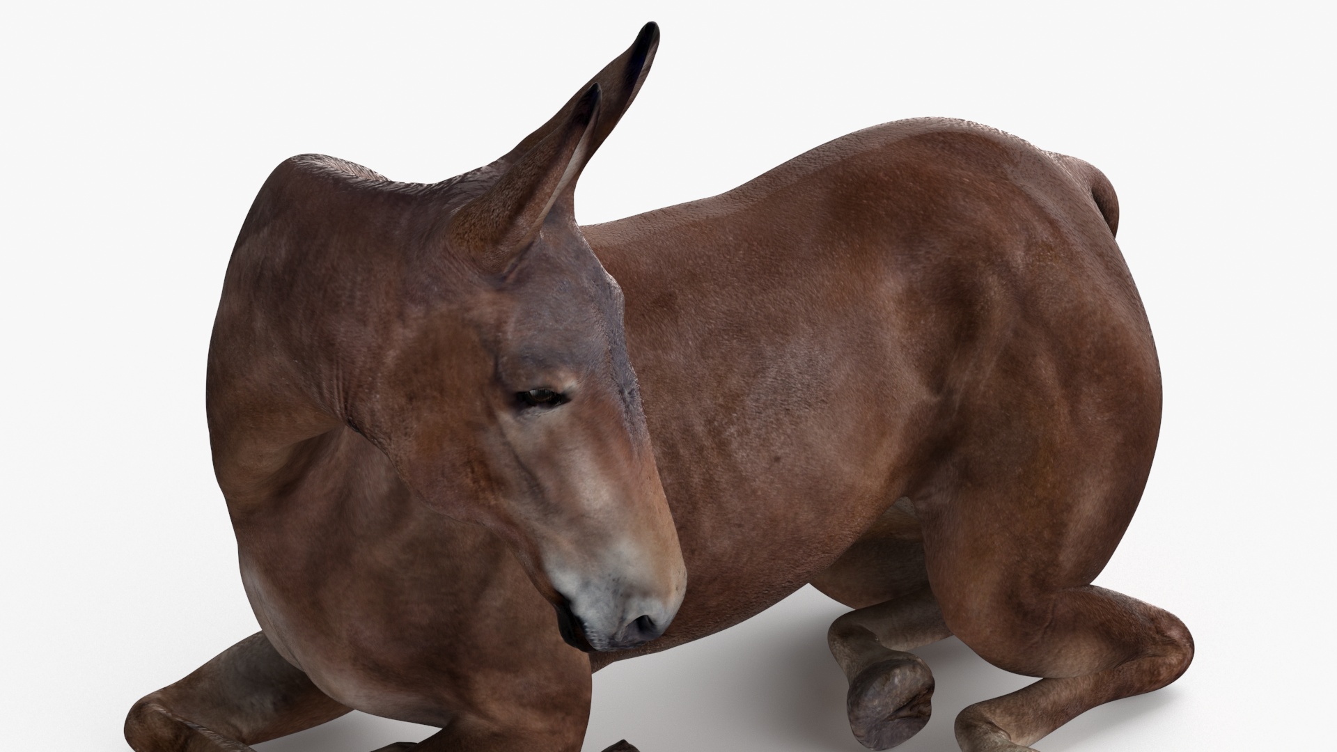 Lying Bay Mule 3D model