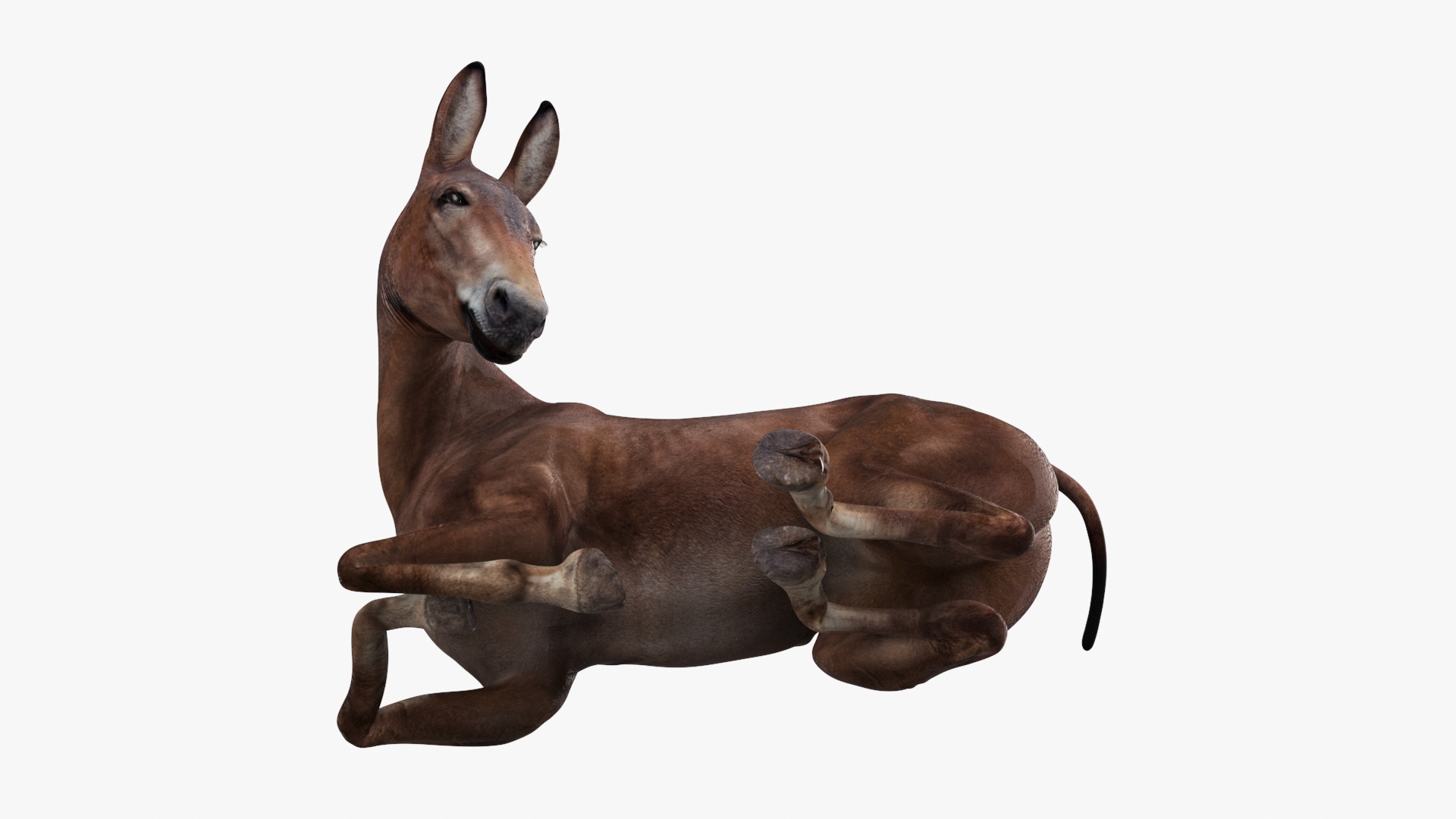 Lying Bay Mule 3D model