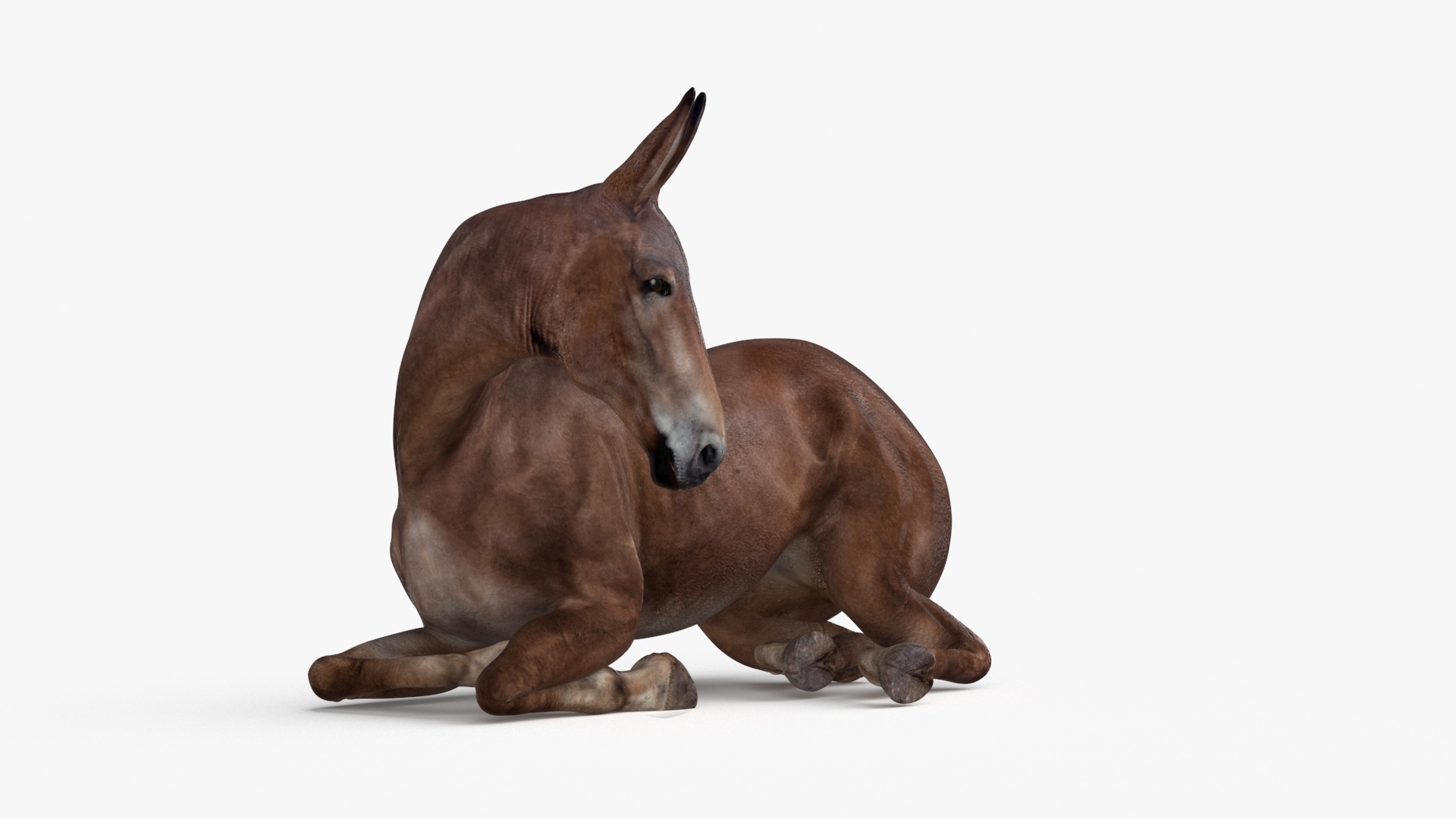 Lying Bay Mule 3D model