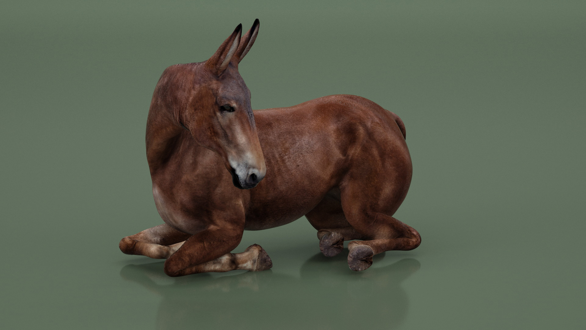 Lying Bay Mule 3D model